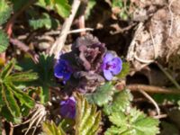 Glechoma hederacea Hilleshögs backar, Landskrona, Skåne, Sweden 20160422_0061