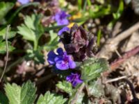 Glechoma hederacea Hilleshögs backar, Landskrona, Skåne, Sweden 20160422_0062