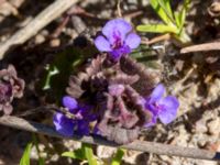 Glechoma hederacea Hilleshögs backar, Landskrona, Skåne, Sweden 20160422_0063