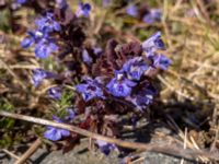 Glechoma hederacea Malmödammen, Tygelsjö ängar, Malmö, Skåne, Sweden 20200423_0086