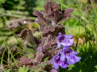 Glechoma hederacea Segemölla, Malmö, Skåne, Sweden 20190512_0049