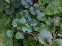 Glechoma hederacea Vaktkuren infarten Kullabergs NR, Höganäs, Skåne, Sweden 20180702_0156