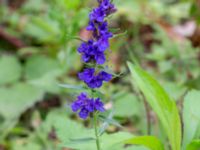 Hyssopus officinalis Ulricedal, Malmö, Skåne, Sweden 20190909_0001