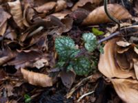 Lamiastrum galeobdolon ssp. galeobdolon Fylan, Ystad, Skåne, Sweden 20150402_0100