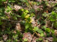 Lamiastrum galeobdolon ssp. galeobdolon Stenshuvud, Simrishamn, Skåne, Sweden 20170506_0114