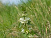 Lamium album Husie mosse, Malmö, Skåne, Sweden 20140422_0005