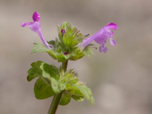 Lamium amplexicaule - Henbit Dead-nettle - Mjukplister