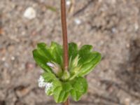 Lamium amplexicaule Kämnärsvägen, Lund, Skåne, Sweden 20200530_0027