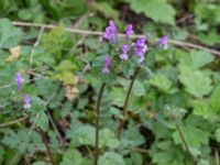 Lamium amplexicaule Väderögatan, Malmö, Skåne, Sweden 20170826_0001