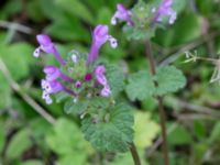 Lamium amplexicaule Väderögatan, Malmö, Skåne, Sweden 20170826_0004