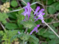 Lamium amplexicaule Väderögatan, Malmö, Skåne, Sweden 20170826_0005