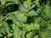 Lamium hybridum Jordhögar S grodreservatet, Norra hamnen, Malmö, Skåne, Sweden 20170625_0025