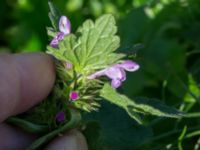 Lamium hybridum Jordhögar S grodreservatet, Norra hamnen, Malmö, Skåne, Sweden 20170625_0027