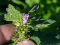 Lamium hybridum Jordhögar S grodreservatet, Norra hamnen, Malmö, Skåne, Sweden 20170625_0028