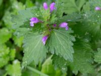 Lamium hybridum Monumentparken, Lund, Skåne, Sweden 20190917_0016