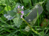 Lamium hybridum Monumentparken, Lund, Skåne, Sweden 20190917_0030