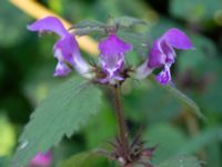 Lamium maculatum Barkvägen, Höör, Skåne, Sweden 20211103_0091