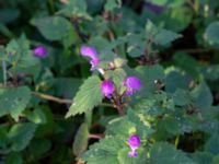 Lamium maculatum Barkvägen, Höör, Skåne, Sweden 20211103_0092