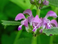 Lamium maculatum Säbyholm, Landskrona, Skåne, Sweden 20210515_0044