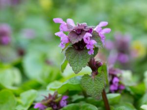 Lamium purpureum - Red Dead-nettle - Rödplister