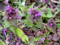 Lamium purpureum Alnarpsparken, Lomma, Skåne, Sweden 20140406_0006