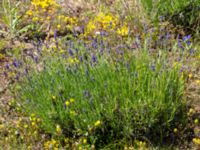 Lavandula angustifolia Furehov, Åhus, Kristianstad, Skåne, Sweden 20190623_0116