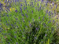 Lavandula angustifolia Furehov, Åhus, Kristianstad, Skåne, Sweden 20190623_0117