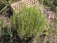 Lavandula angustifolia Grodreservatet, Norra hamnen, Malmö, Skåne, Sweden 20160529_0268