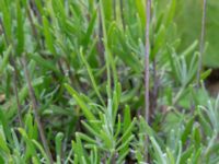 Lavandula angustifolia Ruderatmark N infarten, Limhamns kalkbrott, Malmö, Skåne, Sweden 20210703_0052