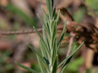 Lavandula angustifolia Sliparebacken, Lund, Skåne, Sweden 20190825_0012