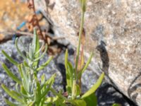 Lavandula angustifolia Sudda, Hönå, Öckerö, Bohuslän, Sweden 20190717_0113