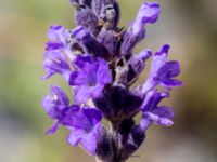 Lavandula angustifolia Sudda, Hönå, Öckerö, Bohuslän, Sweden 20190717_0115