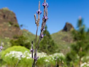 Lavandula canariensis - Canary Island Lavender