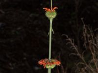 Leonotis nepetifolia Sliparebacken, Lund, Skåne, Sweden 20211114_0008