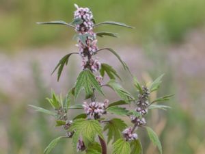 Leonurus cardiaca - Common Motherwort - Hjärtstilla