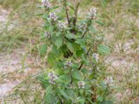 Leonurus cardiaca ssp. cardiaca Hallands Väderö, Båstad, Skåne, Sweden 20160807_0063