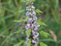 Leonurus cardiaca ssp. villosus Kumleröd, Tågra, Sjöbo, Skåne, Sweden 20160703_0075