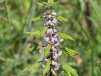 Leonurus cardiaca ssp. villosus Kumleröd, Tågra, Sjöbo, Skåne, Sweden 20160703_0076