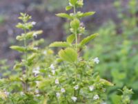 Melissa officinalis Östra koloniområdet, Burlöv, Skåne, Sweden 20240714_0202