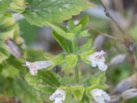 Melissa officinalis Östra koloniområdet, Burlöv, Skåne, Sweden 20240714_0205