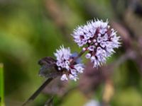 Mentha aquatica Vasaltaheden, Ängelbäcksstrand, Båstad, Skåne, Sweden 20100810 225