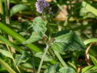 Mentha aquatica ssp. aquatica Rinnebäcks stamp, Kävlinge, Skåne, Sweden 20180731_0036