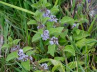 Mentha arvensis Pildammsparken, Malmö, Skåne, Sweden 20150717_0050