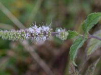 Mentha longifolia Lindängelunds rekreationsområde, Malmö, Skåne, Sweden 20160821_0041