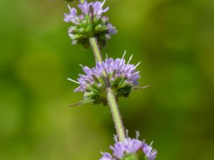 Mentha spicata - Spear Mint - Grönmynta