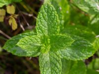 Mentha spicata Brunnshögs f.d. odlingsområde, Lund, Skåne, Sweden 20240830_0036