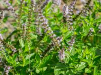 Mentha spicata Tirups Örtagård, Staffanstorp, Skåne, Sweden 20240805_0036