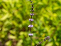 Mentha spicata Ulricedal, Malmö, Skåne, Sweden 20190714_0013