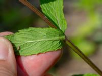 Mentha spicata Ulricedal, Malmö, Skåne, Sweden 20190714_0015