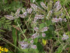 Mentha suaveolens - Round-leaved Mint - Rundmynta